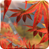 Autumn Tree Free Wallpaper App by Kittehface Software