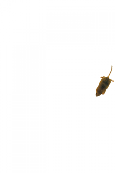Screen Shot Image