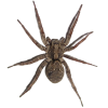 Spider App by Dmitsoft