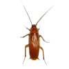 Cockroach App by Dmitsoft