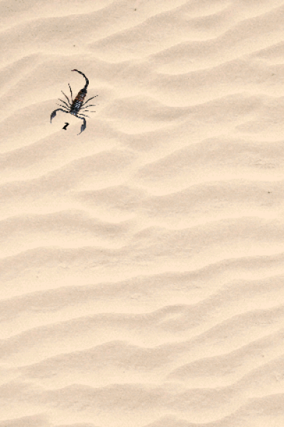 Screen Shot Image