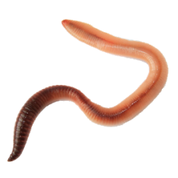 Worm App by Dmitsoft