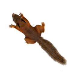 Squirrel App by Dmitsoft