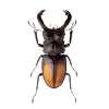 Beetle App by Dmitsoft