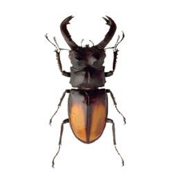 Beetle App by Dmitsoft