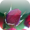 Tap and Turn: Mother's D App by InnerAct Studio LLC