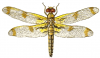 +bug+insect+pest+bandoo+dragon+fly+ clipart