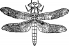 +bug+insect+pest+dragon+fly+ clipart
