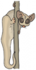 +animal+Cuscus+on+plant+ clipart