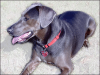 +animal+canine+canid+Blue+Lacy+Game+Dog+ clipart