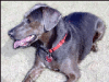 +animal+canine+canid+dog+Blue+Lacy+Game+Dog+ clipart