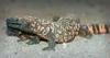 +animal+Gila+Monster++Heloderma+suspectum+ clipart