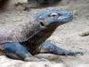 +animal+Komodo+dragon++Varanus+komodoensis+ clipart
