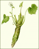 +condiment+ingredient+wasabi+plant+ clipart