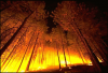 +climate+weather+clime+atmosphere+weather+scene+forest+fire+ clipart
