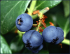 +fruit+food+produce+blueberries+on+plant+ clipart