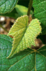 +fruit+food+produce+concord+grape+plant+ clipart