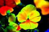 +background+desktop+colorful+flower+ clipart
