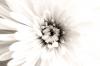+background+desktop+flower+light+effect+(1)+ clipart