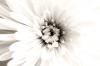 +background+desktop+flower+light+effect+ clipart