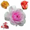 +background+desktop+isolated+flower+clipart+1392821966scW+ clipart