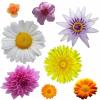 +background+desktop+isolated+flower+clipart+ clipart
