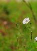+background+desktop+white+flower+blossom+ clipart