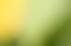 +background+desktop+yellow+green+blur+background+(1)+ clipart